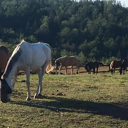 Masine Kolibe * Kaludjerske Bare